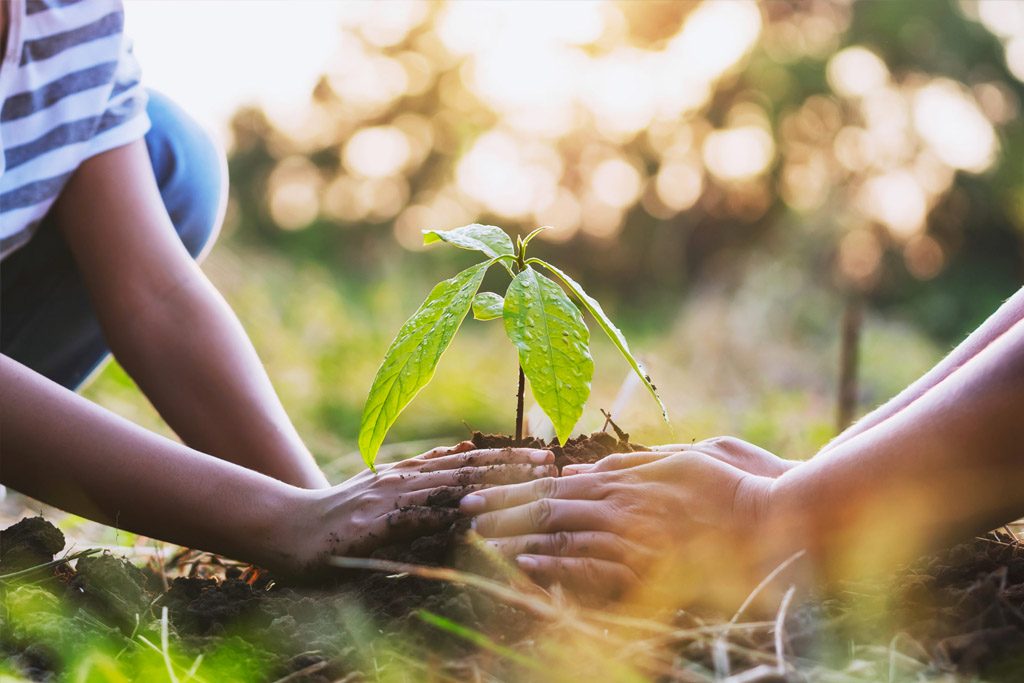 Two hands planting a seeding tree